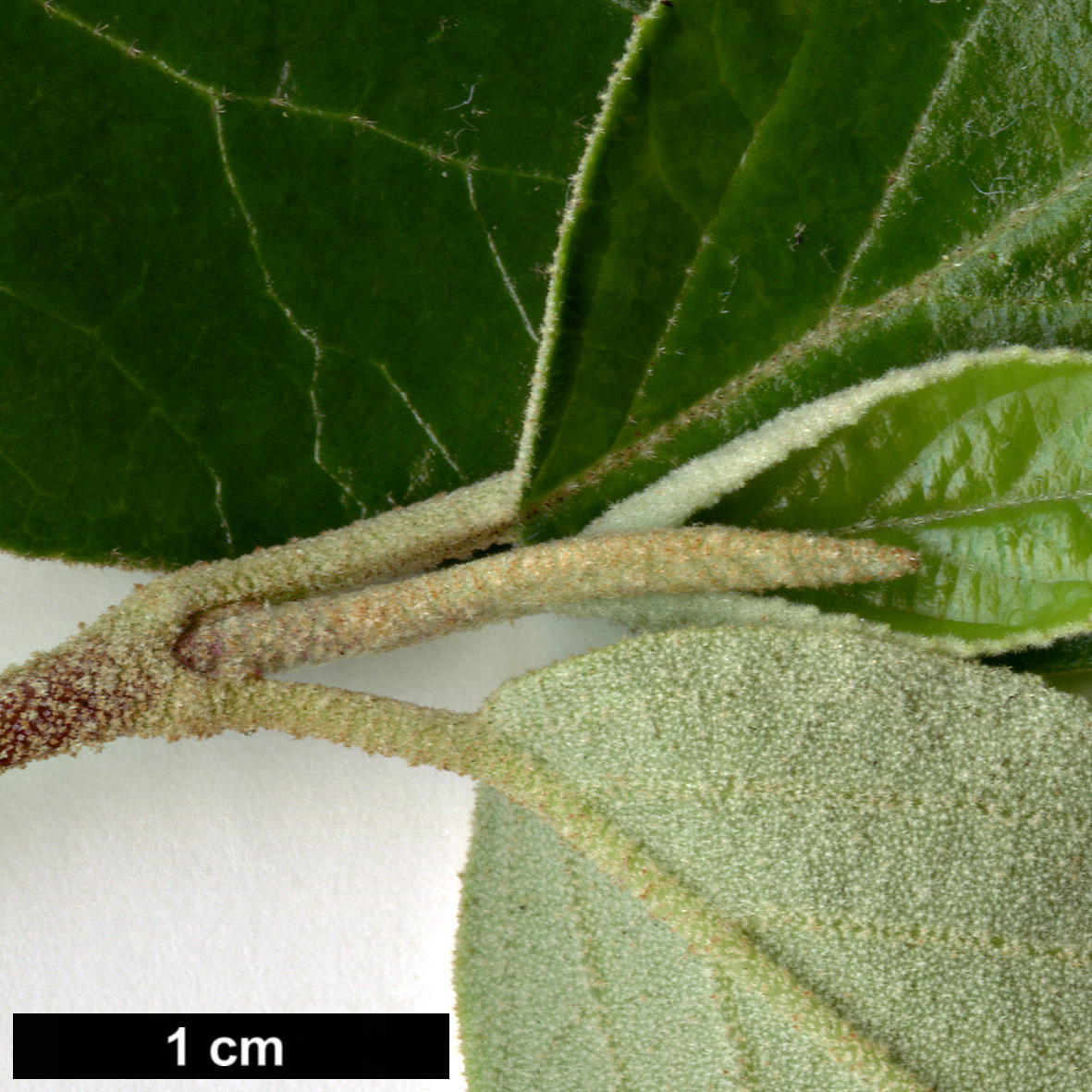 High resolution image: Family: Adoxaceae - Genus: Viburnum - Taxon: 'Chesapeake' (V.carlcephalum × V.utile)